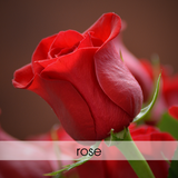 Rose Garden * Room Spray 3.4oz