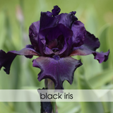 Velvet Black Iris * Ebony Charcoal Diffuser